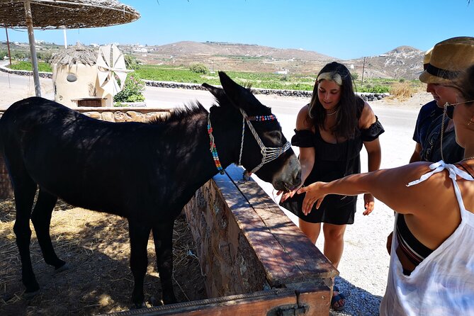 4 hrs PRIVATE island tour and photos, Oia and Blue domes - The guide makes the difference