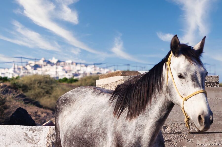 Akrotiri: Guided Horseback Riding Day Trip to a Beach - Along the vineyards and volcanic trails