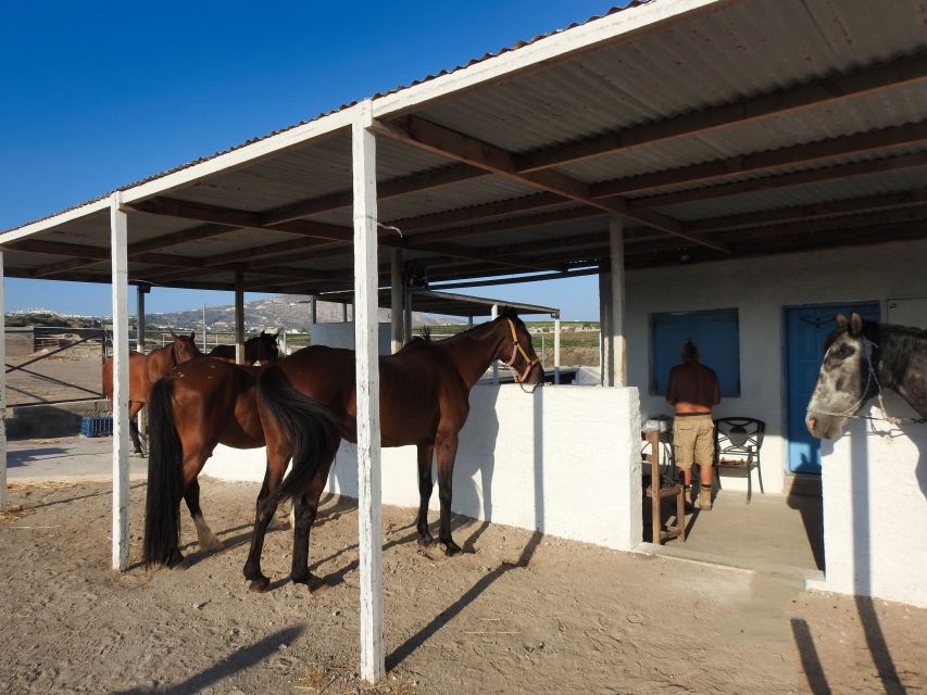 Akrotiri: Guided Horseback Riding Day Trip to a Beach - Who will enjoy this most