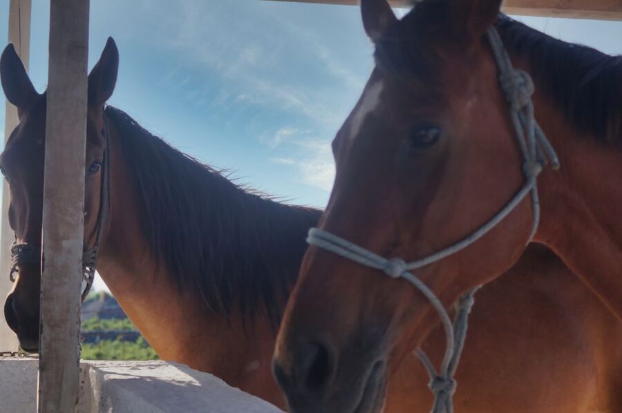 Akrotiri: Guided Horseback Riding Day Trip to a Beach - How this compares with other Santorini activities