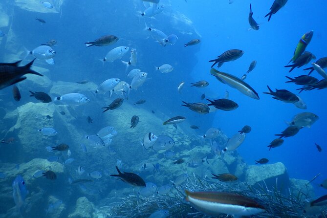Discover Scuba Diving in Santorini - Timing, flights, and cancellation rules