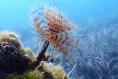 Discover Scuba Diving in Santorini