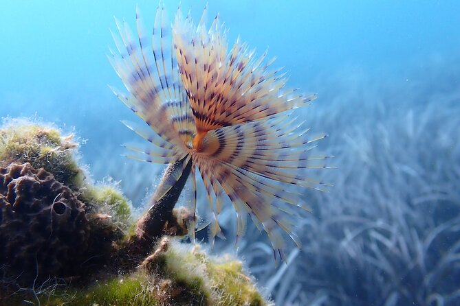 Discover Scuba Diving in Santorini - What the $118.58 price means