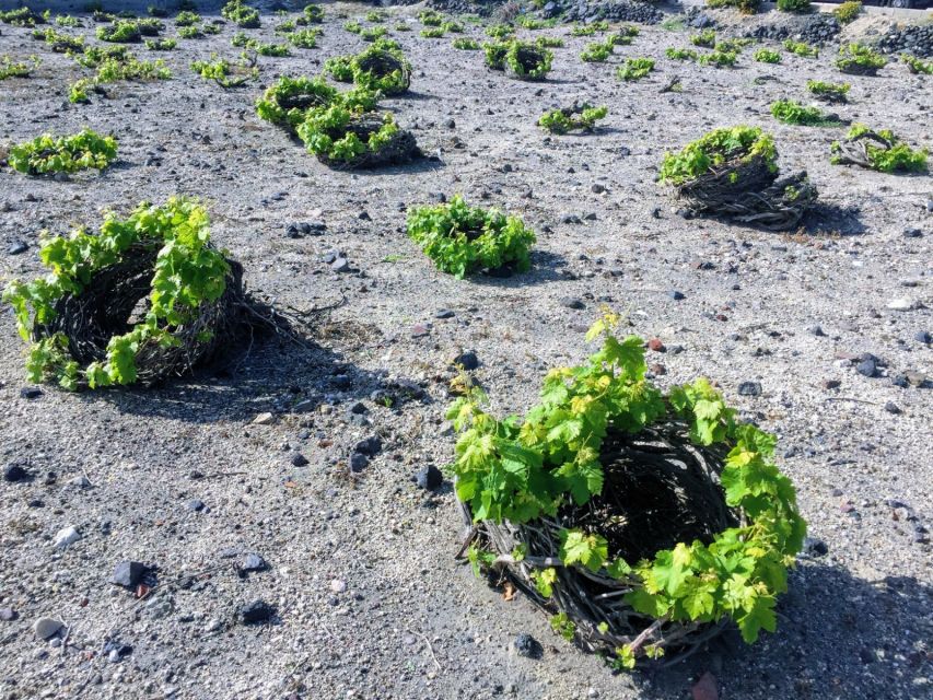 Private Group Visit to Akrotiri & 3 Wineries with Tastings - Guides who shape the day