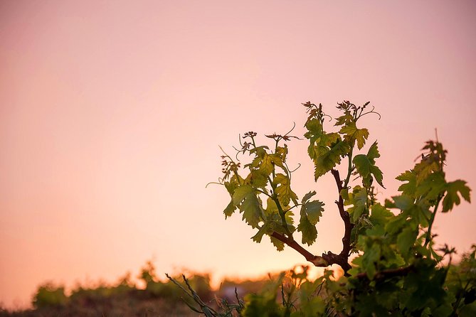 Private Santorini Wine Roads Tour with Tastings - Stop one: the first family-run winery