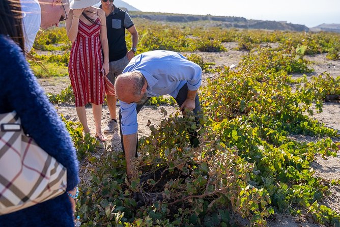 Private Santorini Wine Roads Tour with Tastings - Stop two: comparing island wines