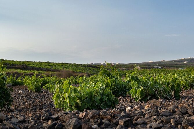 Private Wine Adventure Tour in the Most Distinct Wineries - Key points to know before booking