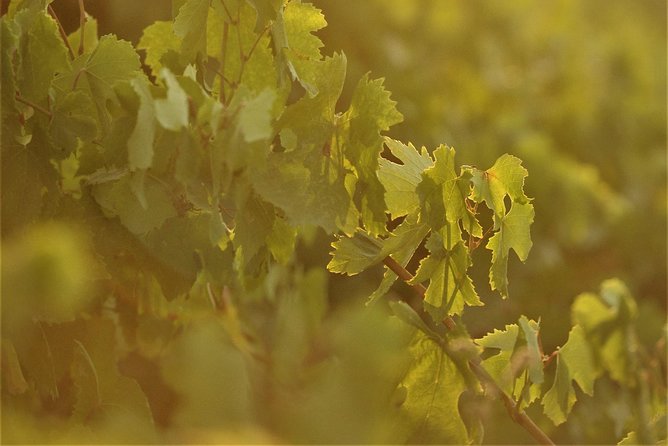 Santorini 3-Winery Tour with 12 Wine Tastings and Oia Sunset - Who should book this tour