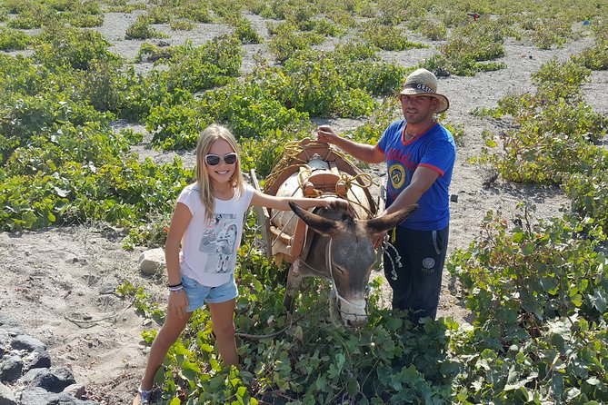Santorini: 4hr Private Wine Tasting Tour - What Markos and George add to the day