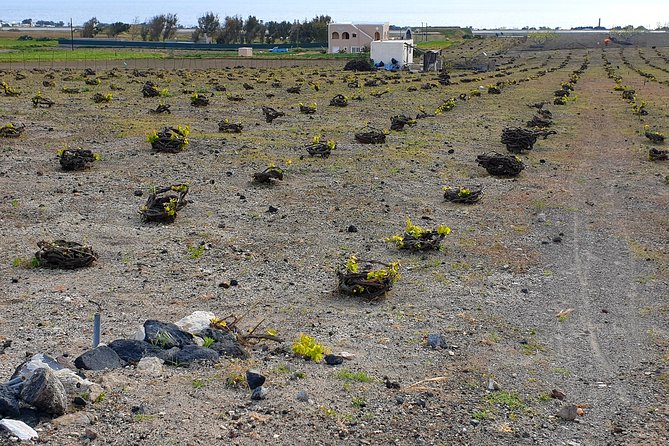Santorini: 4hr Private Wine Tasting Tour - Pickup is simple, but the cruise meeting point needs care