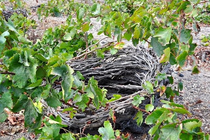 Santorini: 4hrs Small Group Wine Tasting Tour with Local Bites - Domaine Sigalas closes the tasting with a quieter feel