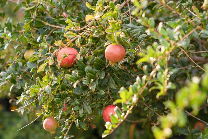 Santorini 5 Hour Private Oia Tour & Lunch/Dinner at a Local Farm - Should you book the Oia, farm, and wine tour?