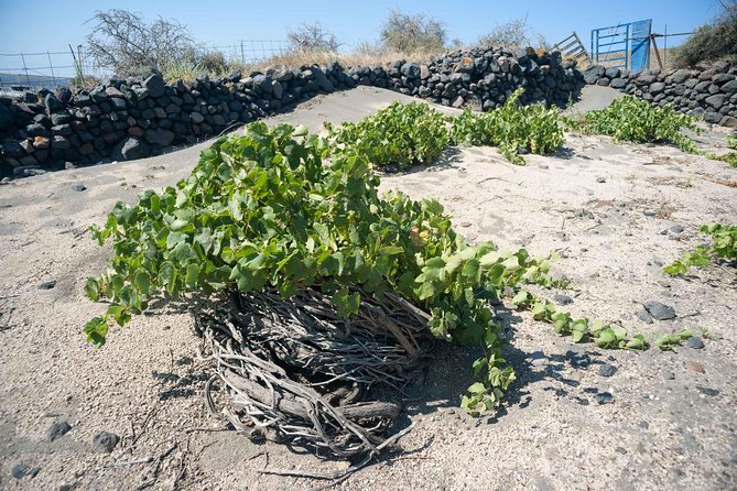Santorini Archaeology and Wine Small-Group Tour with Tastings - Vehicle comfort, group size, and timing