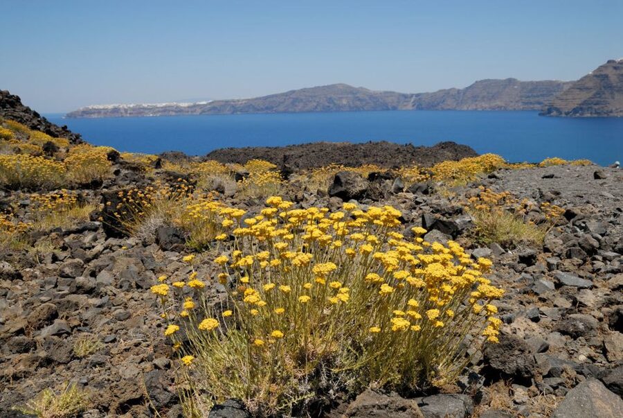 Santorini Caldera: Sunset Cruise with Dinner - Dinner on the boat