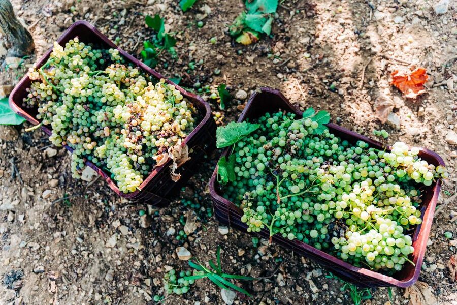 Santorini: Greek Cooking Class with Wine Tasting - Key reasons to consider this Santorini food tour