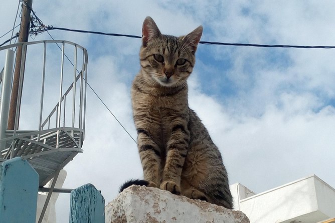 Santorini: Local Life Full Day Tour - A family winery finishes the route