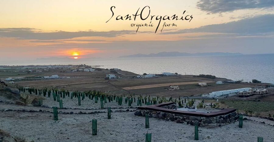 Santorini: Private Agri-Educational Visit to an Organic Farm - Why this farm visit adds something different to Santorini