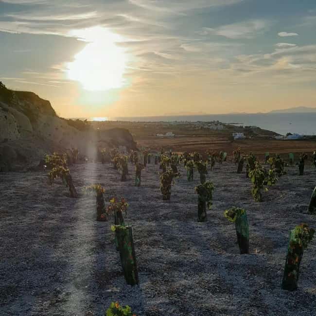 Santorini: Private Agri-Educational Visit to an Organic Farm - Is $56 per person good value?