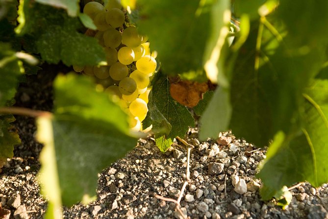 Santorini Private Wine and Food Tour - Why Santorini wine is worth your time