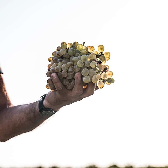 Santorini: Through the Grapevine Tour Winery Tasting Tour - What the small group changes
