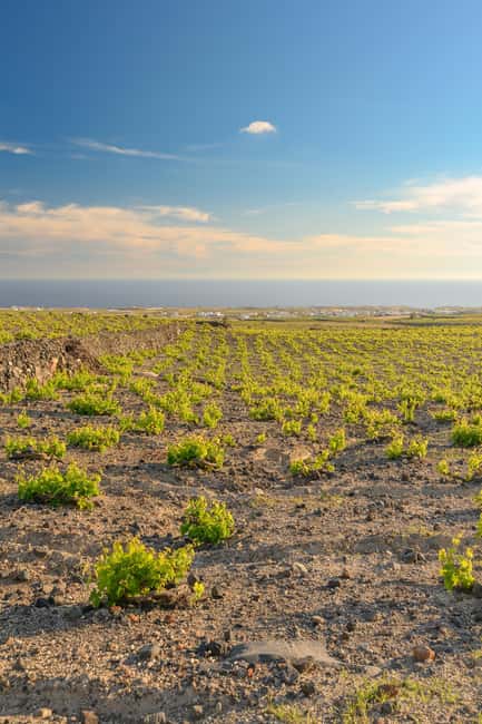 Santorini: Through the Grapevine Tour Winery Tasting Tour - A scenic island drive with useful context