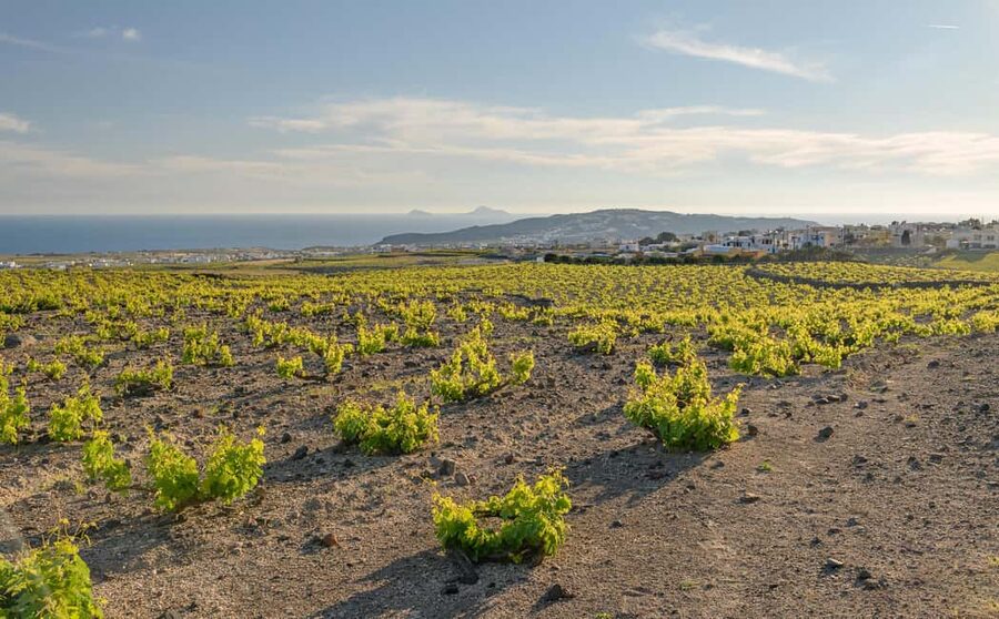 Santorini: Through the Grapevine Tour Winery Tasting Tour - Is $209 a fair price?