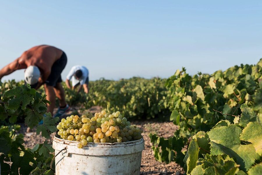 Santorini Wine Roads: Tour of 3 Wineries with a Sommelier - Three wineries, three different ways to understand the island