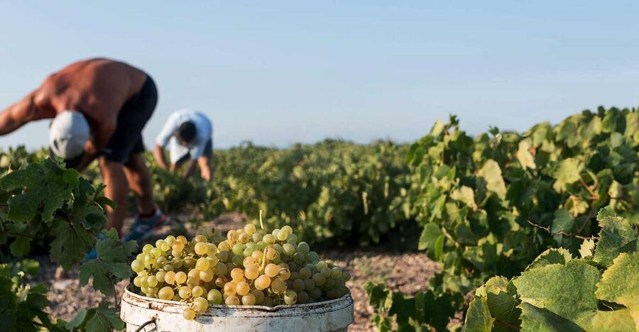 Santorini Wine Roads: Tour of 3 Wineries with a Sommelier - Meeting the sommelier