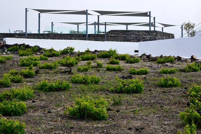 Santorini Wine Tasting and Sunset Getaway Small Group Tour - Stop three: Venetsanos Winery above the caldera