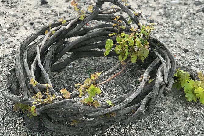 Santorini wine tasting and Traditional Cave Settlement Tour - Why Santorini wine tastes different