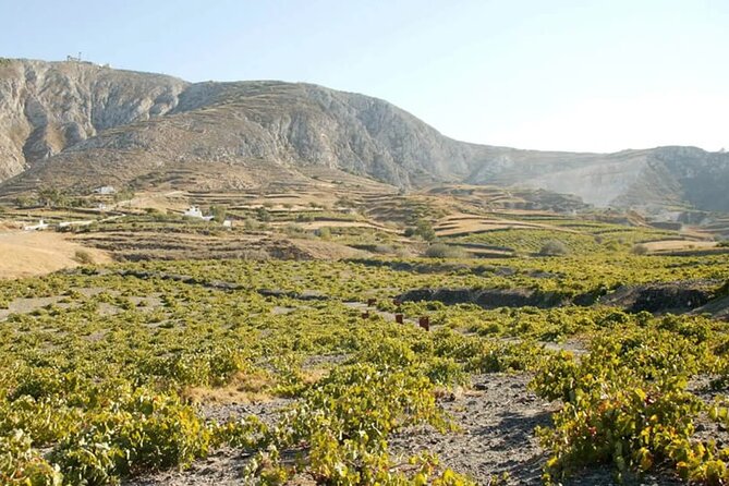 Santorini Wine Tasting: Day or Sunset Private Tour - Gavalas takes you into the cellar