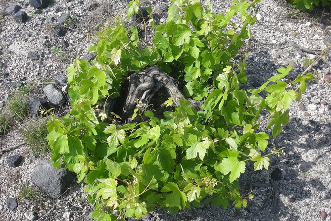 Santorini Wine Tasting & Food Pairing :Taste good life at Santorini - Starting at Estate Argyros with seven pours
