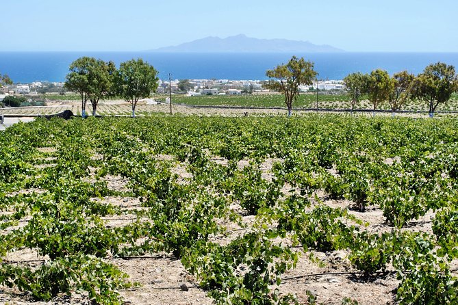 Santorini Wine Tour with sunset in Oia - Is $132.75 a fair price?