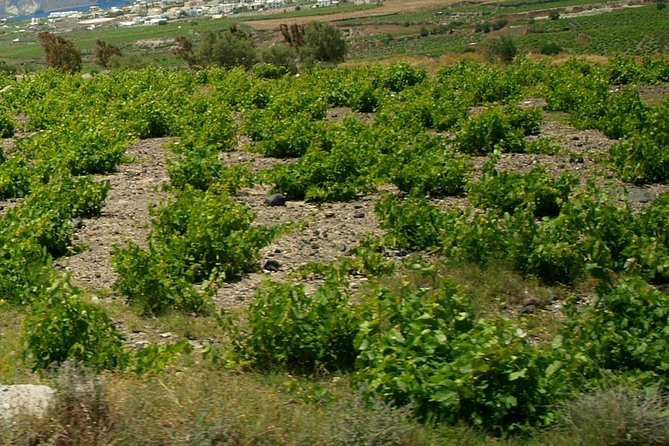See Santorini in 4 hours - Tailor made tour!!! - Red Beach and the south coast