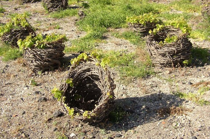 Visit to a Wine Museum and Wine Tasting in Santorini - Tasting three or four volcanic wine styles